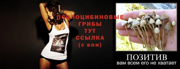гашик Алексин